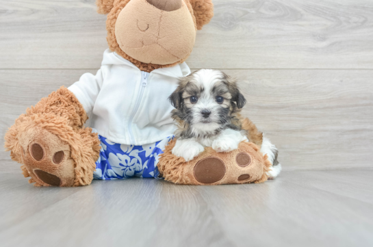 Smart Teddy Bear Designer Pup