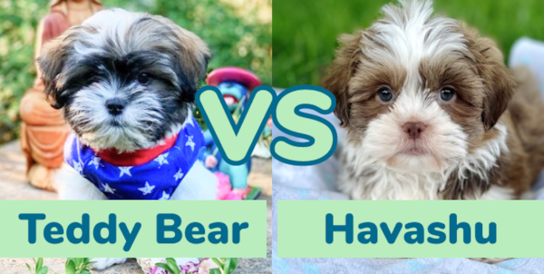 Teddy Bear vs Havashu: Breed Comparison - Premier Pups