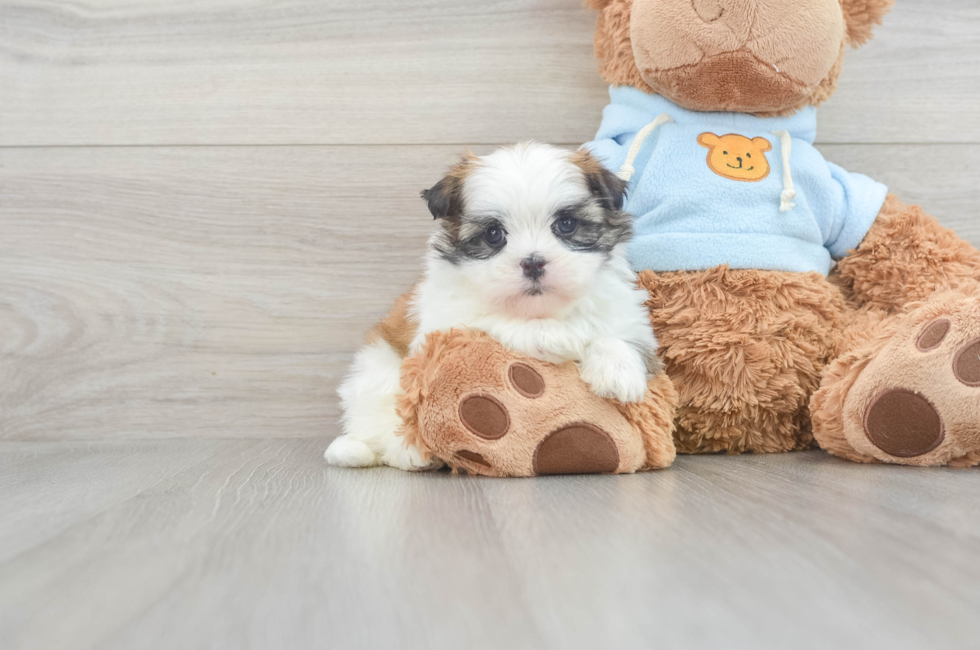 5 week old Teddy Bear Puppy For Sale - Premier Pups