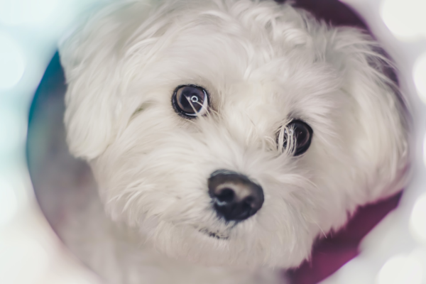 The Best Pros and Cons of Owning a Maltese – 2024 Edition