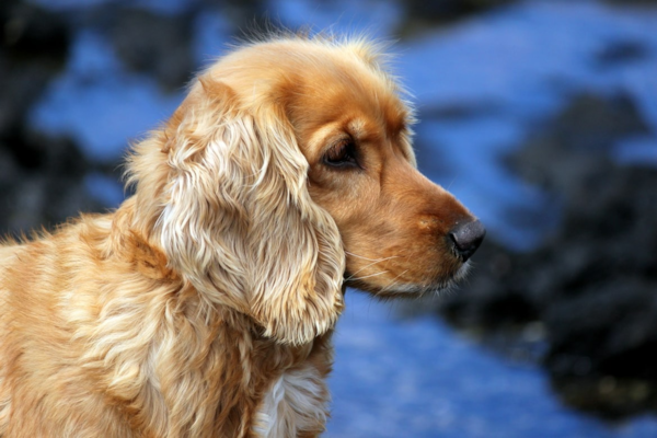 10 Expert Pros and Cons of Owning a Cocker Spaniel