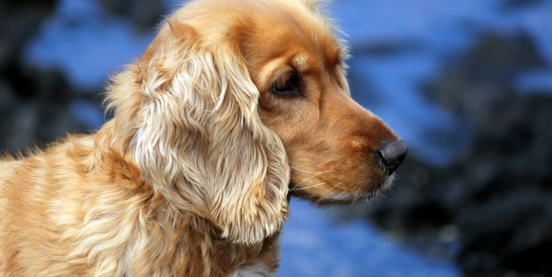 10 Expert Pros and Cons of Owning a Cocker Spaniel