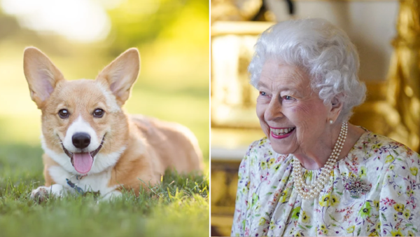 The Luxurious Lifestyle of the Queen’s Corgis (2024)