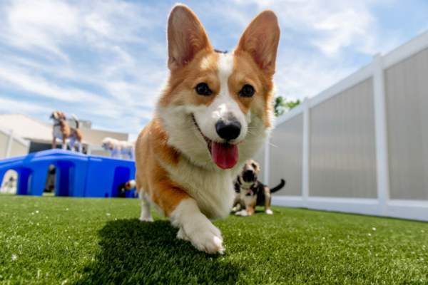 Top 5 Important Benefits of Doggy Daycare - Premier Pups