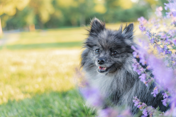 Top 5 Things To Know Before You Adopt A Pomeranian (2024)