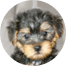 Yorkie Poo Puppies For Sale - Premier Pups