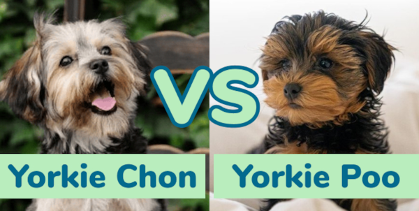 Yorkie Poo vs Yorkie Chon: Breed Comparison - Premier Pups