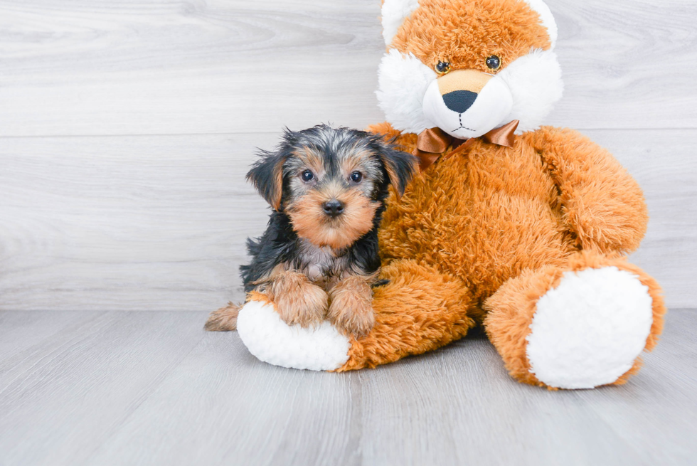 Meet Aries - our Yorkshire Terrier Puppy Photo 